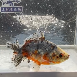 五色江戸地金