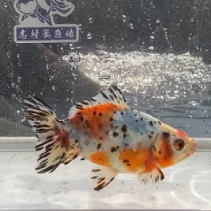 江戸地金