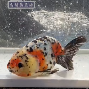 江戸錦