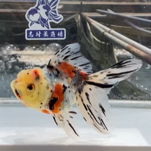 東錦