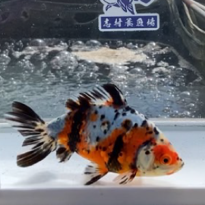 キャリコ和金