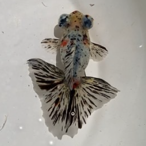 蝶尾