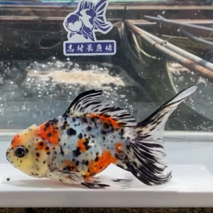 東錦