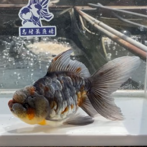 ドラゴンスケール東錦