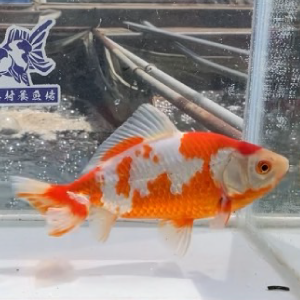 更紗和金