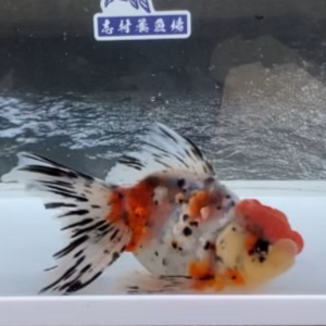 東錦