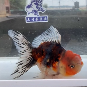 五色東錦