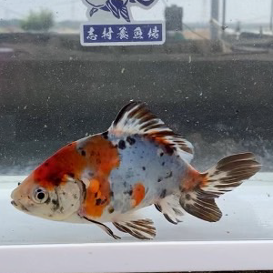 キャリコ和金