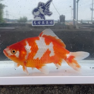 更紗和金