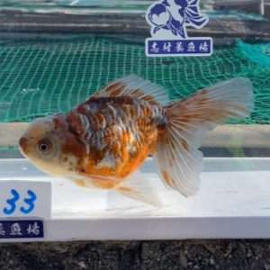 ドラゴンスケール東錦