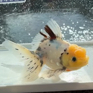 変わり東錦