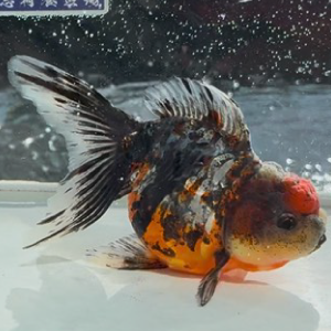 ドラゴンスケール東錦