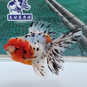 東錦