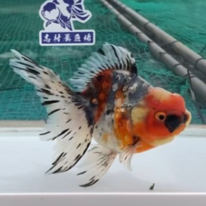 五色東錦