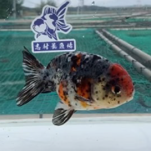 五色江戸錦
