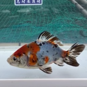 キャリコ和金
