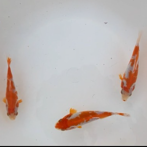 更紗和金鮒尾