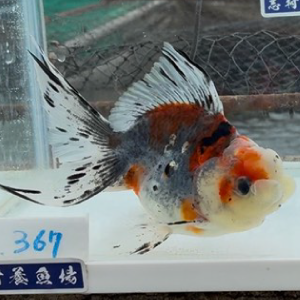 五色東錦