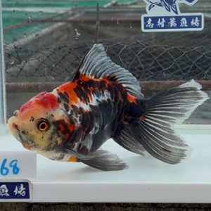 ドラゴン東錦