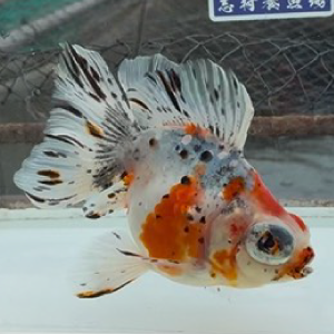 蝶尾
