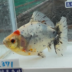 落ち葉時雨五色和金
