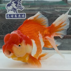 オランダ獅子頭