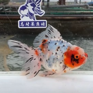 東錦