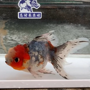 五色東錦