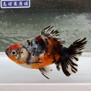 五色江戸地金
