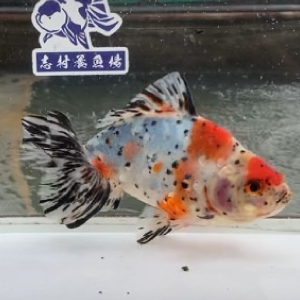 江戸地金