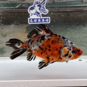 キャリコ和金