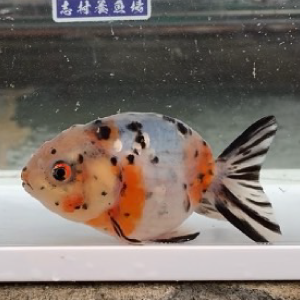 江戸錦