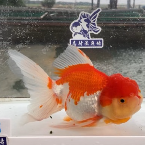 オランダ獅子頭