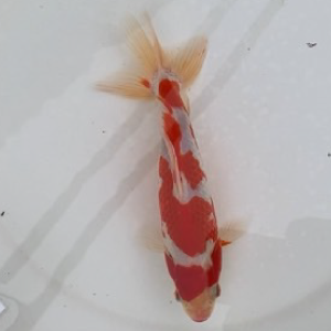 更紗和金