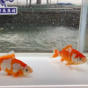 更紗和金