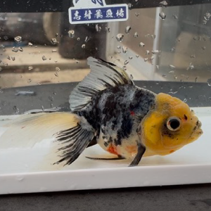 変わり東錦