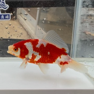 更紗和金