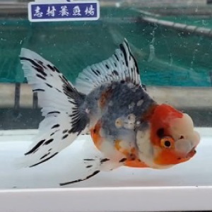 五色東錦