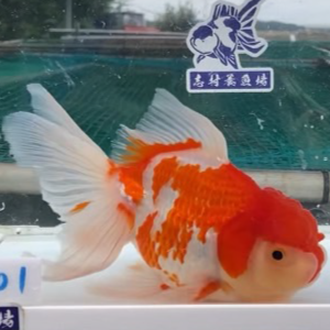 オランダ獅子頭