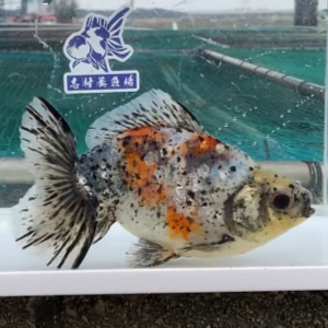 五色江戸地金