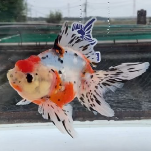 東錦
