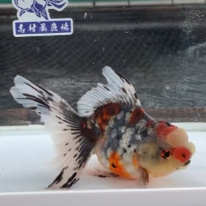 五色東錦