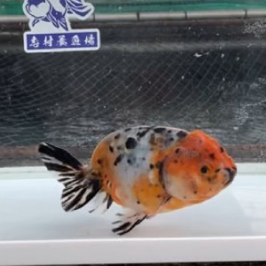 江戸錦