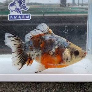五色江戸地金
