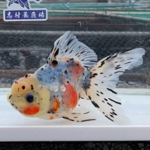 東錦
