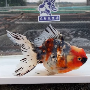 五色東錦