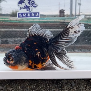 ドラゴンスケール竜眼