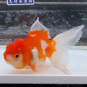 オランダ獅子頭