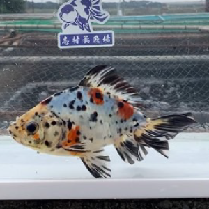 キャリコ和金