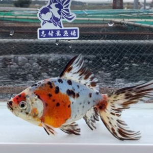 オーロラ